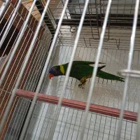 طوطی لوری سینه ببری