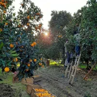 کارگر برای میوه چیدن از باغ