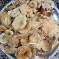 زرخ میش امروزه
