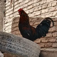 خروس داشتی