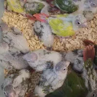 طوطی گرینچیک