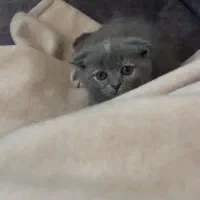 اسکاتیش بلو