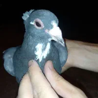 سیاه پلنگ نر