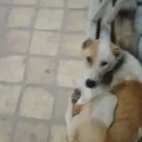 ماده سگ گله ای به شرط