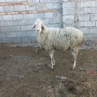 یک عددگوسفند