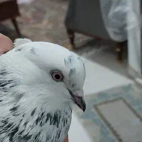 کبوتر پیدا شده