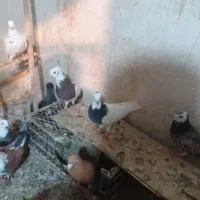 ۱۰عددطوقی قرمزوآبی نروماده ضمانتی|پرنده|نقده, |دیوار