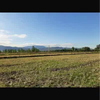 پنج هکتار زمین کشاورزی واستخرومسکونی ماسال شاندرمن|فروش زمین و ملک کلنگی|رشت, بوسار|دیوار