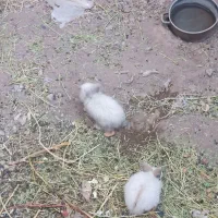 خرگوش