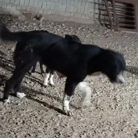 واگذاری دو قلاده سگ قدرجونی