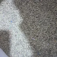 عدس|خوردنی و آشامیدنی|مشگین شهر, |دیوار