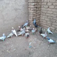 کبوتر|پرنده|قزوین, |دیوار