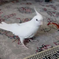 عروس هلندی ماده آلبینو