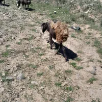 گوسفند قربانی
