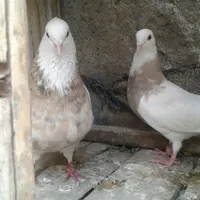 کبوتر طوقی|پرنده|جوانرود, |دیوار