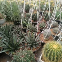 کاکتوس. آگاو. نخل مادگاسکار بزرگ