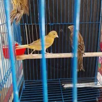 قناری،جوان ریزه خوان