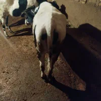 گوساله ماده گوشتی|حیوانات مزرعه|هریس, |دیوار