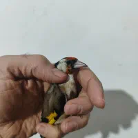 سهره نر سرسیاه و دورگ و کرمونی|پرنده|شیراز, ریاستی|دیوار