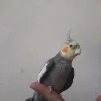 پرنده عروس هلندی نر