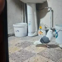 دوکت سبز باخت دادم