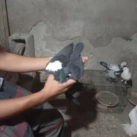 چند عدد کفتر مناسب پرورش در عجب شیر