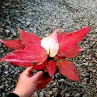 بامبو|گل و گیاه طبیعی|گلپایگان, |دیوار