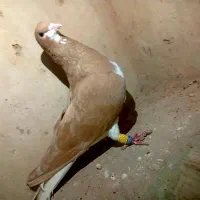 شهری زرد نر بی عیب