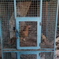 قفس اهنی|لوازم جانبی حیوانات|پاکدشت, پاکدشت (مامازند)|دیوار