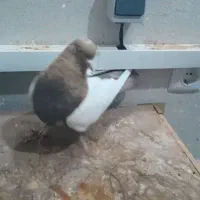 کود کبوتر ۵ گونی بزرگ