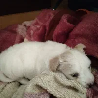 توله سگ نوزاد نژاد مالتیز و شیتزو|سگ|شهریار, شهرک مصطفی خمینی|دیوار