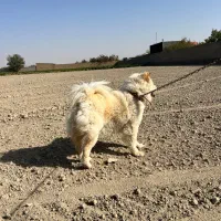 سگ چاو چاو 3ساله نر ۱۰میلیون قیمت|سگ|مشهد, میان ولایت|دیوار