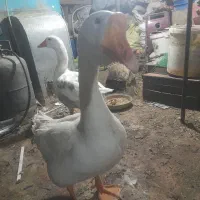 قوغاز