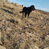 سگ قدریجانی