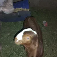 بزغاله نرپنجاب اصل زیرگلو عالی چشم صدفی