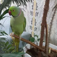 طوطی ملنگو نر