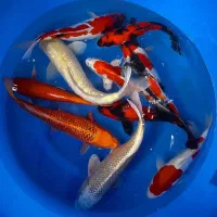 ماهی ژاپنی تایلندی کوی و غذای ماهی حراجکده کوی