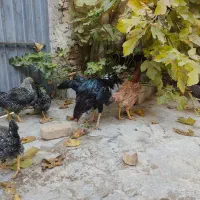 مرغ خروس لاری