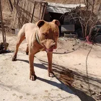 سگ پیتبول نر و ماده