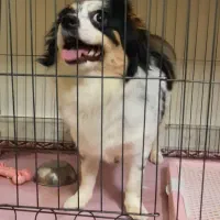 سگ شیدزو میکس توافقی