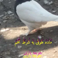 کفتر جوان بی عیب  ۰۰|پرنده|شیراز, پودنک|دیوار