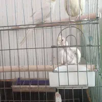 عروس هلندی لوتینو مولد با دو تا جوجه