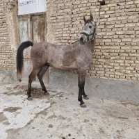 نریان عرب یکسر