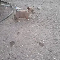 پاکوتاه فیندو|سگ|زنجان, |دیوار