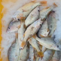 ماهی تازه