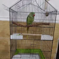 شاه طوطی 8ماهه