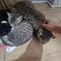 گربه و۲تا بچه گربه