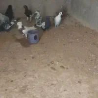 ۱۲ عدد کفتر