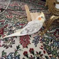 عروس هلندی گمشده