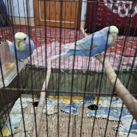 مرغ عشق     تخم گزار